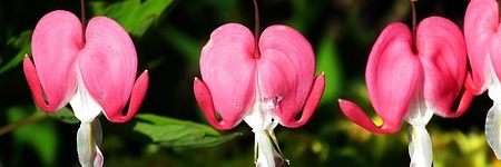 Luister je naar je hoofd of je hart of...?